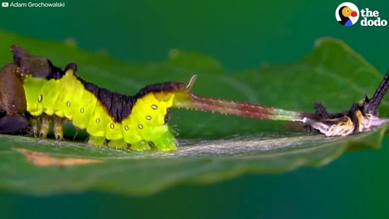 #Watch_This_Caterpillar_Turn_Into_A_Puss_Moth_|_The_Dodo(360p)