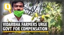 Unseasonal Rains, Coronavirus Double Blow To Vidarbha Farmers