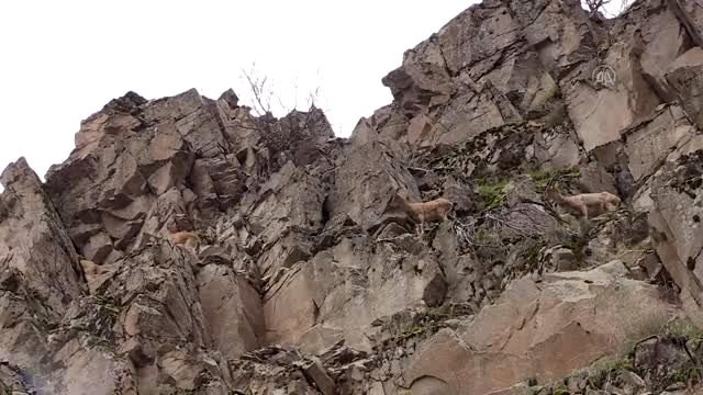 Koruma altındaki yaban keçileri Munzur Vadisi'nde yiyecek ararken görüntülendi