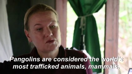 In the Central African Republic, a research project seeks to save the pangolin