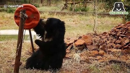 Sloth bear seized from poachers gleefully plays with barrel drum in southern India