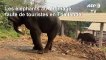 Coronavirus: "les éléphants à touristes" en détresse en Thaïlande