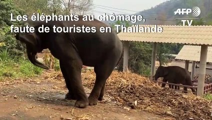Coronavirus: "les éléphants à touristes" en détresse en Thaïlande