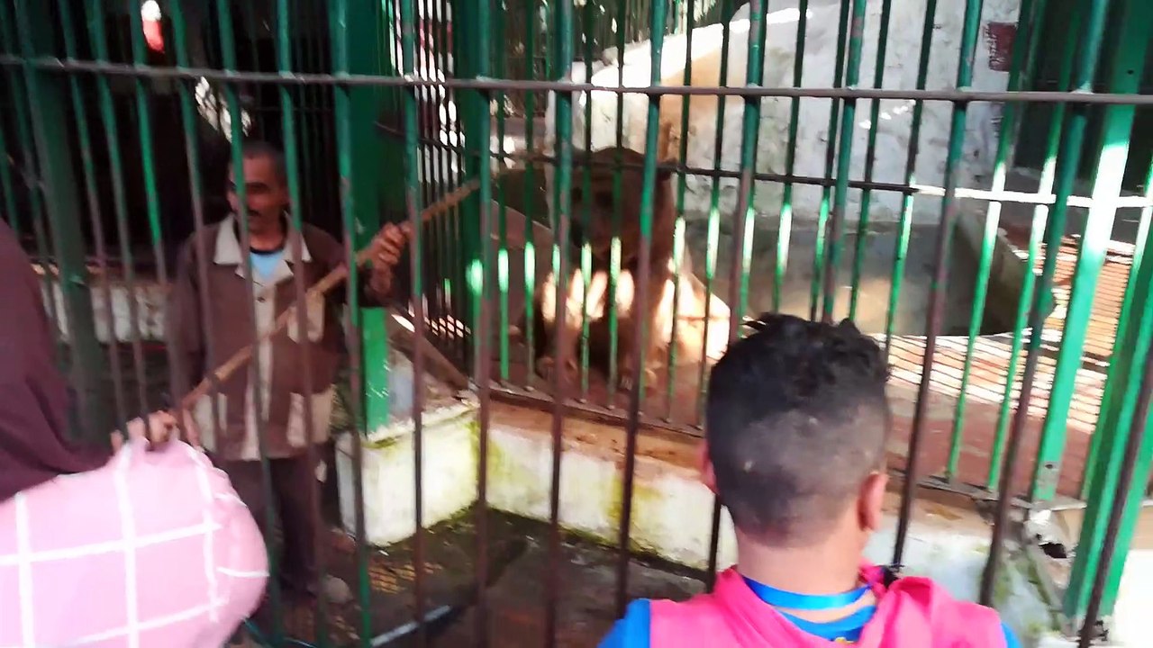 Big Mama Bear In Zoo