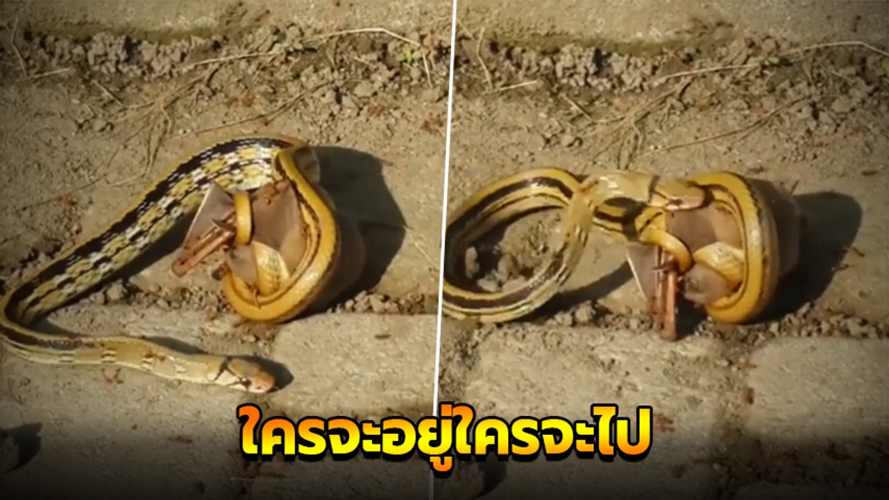 ศึก 3 ก๊ก !! งู ค้างคาว มด จุดจบเป็นอย่างไร ต้อ...