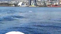 Delfines en la costa de Santa Cruz durante el estado de alarma