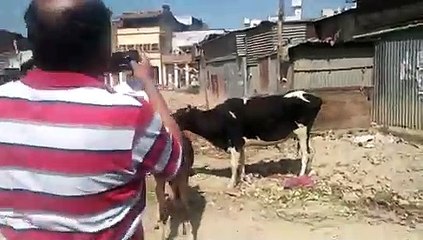 Скачать видео: फतेहपुर: समाजवसेवी ने महामारी में भी भूखे गोवंश और बंदरो को खिलाया भोजन