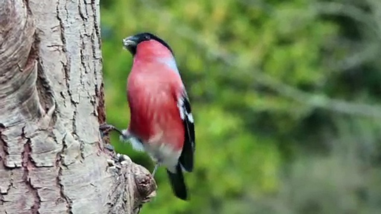 Bullfinch birds
