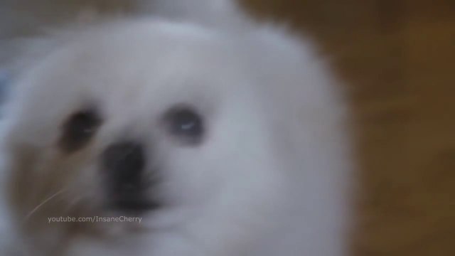 Europe - Final Countdown (Fast Animal Cover)