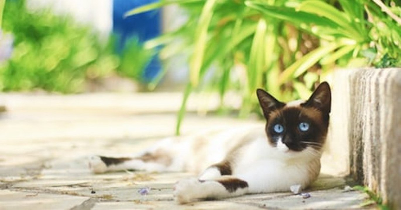 « Ne lavez pas vos animaux avec des produits corrosifs » contre le coronavirus, alertent les vétérinaires