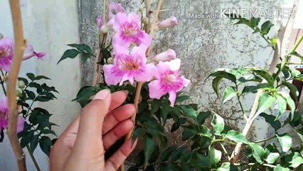 Ticoma।।Trumpet vine।।bell flower growing & caring tips..
