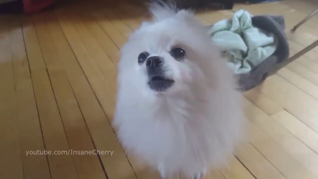 System Of A Down - Chop Suey! (Animal Cover)