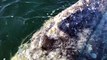 Grey Whales Play with Boaters