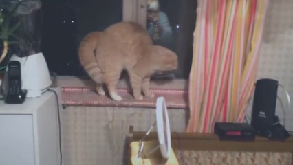 Slipknot - Duality (Animal Cover)