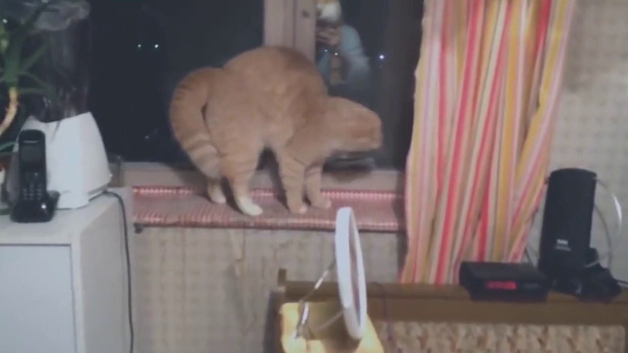 Slipknot - Duality (Animal Cover)