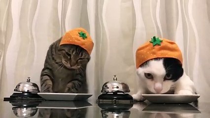 I can't stop watching this!  Their faces are cracking me up.