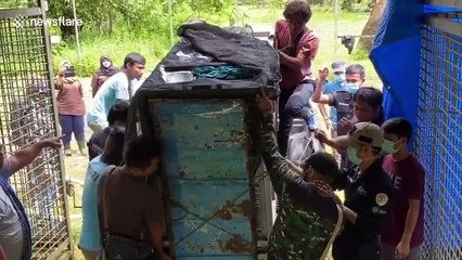 Wildlife officers treat ensnared Sumatran tiger in Indonesia
