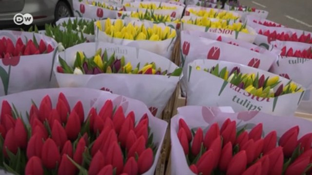 Почему в Нидерландах из-за короновируса уничтожают тюльпаны? (31.03.2020)