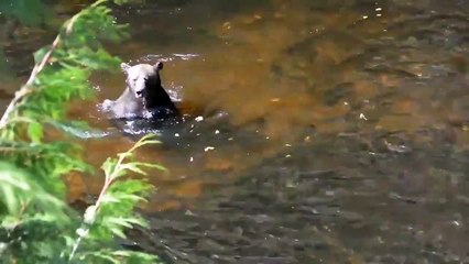 Un ours s'incruste dans un bassin de pisciculture : pêche miraculeuse