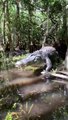 Elle croise un énorme alligator dans les marais... terrifiant