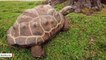 Watch These Turtles Take Part In Cut-Throat 100M Sprint