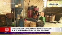 Primera Edición: Criadores de codornices son afectados por el aislamiento social obligatorio