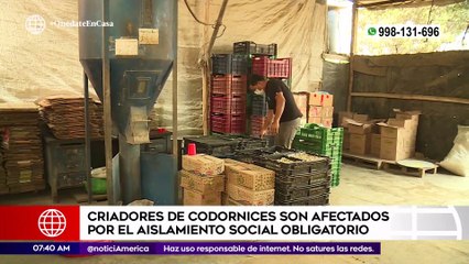 Primera Edición: Criadores de codornices son afectados por el aislamiento social obligatorio