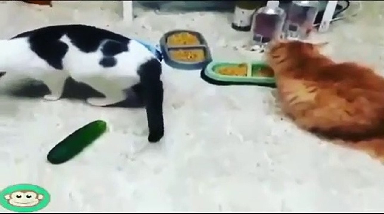 Chaton mignon video de chat drole