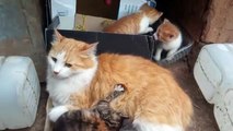 feral Cat Mom Nurses her 3 beautiful  kittens, chatte allaite ses chatons