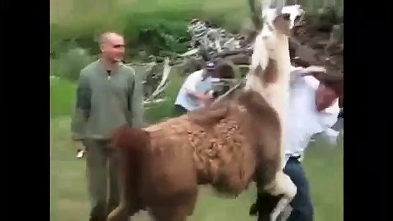 Viral_funny_videos_-_Hilarious_video_clips_-_Funny_Animals_2015(360p)
