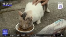 [투데이 연예톡톡] 답답한 마음, '고양이 영화'로 힐링하세요