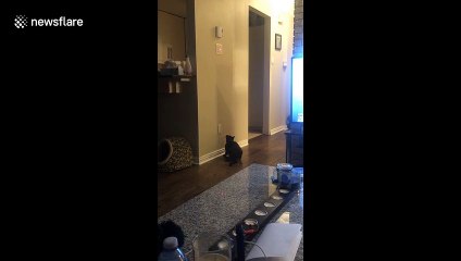 Clever Canadian girls use laser to TRICK cat into turning out the light