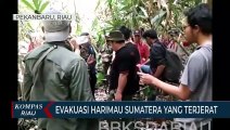 BBKSDA Riau Evakuasi Harimau Sumatera Yang Terjerat
