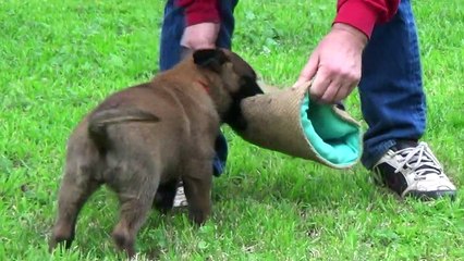 Hari x Jasra pups at 7 weeks