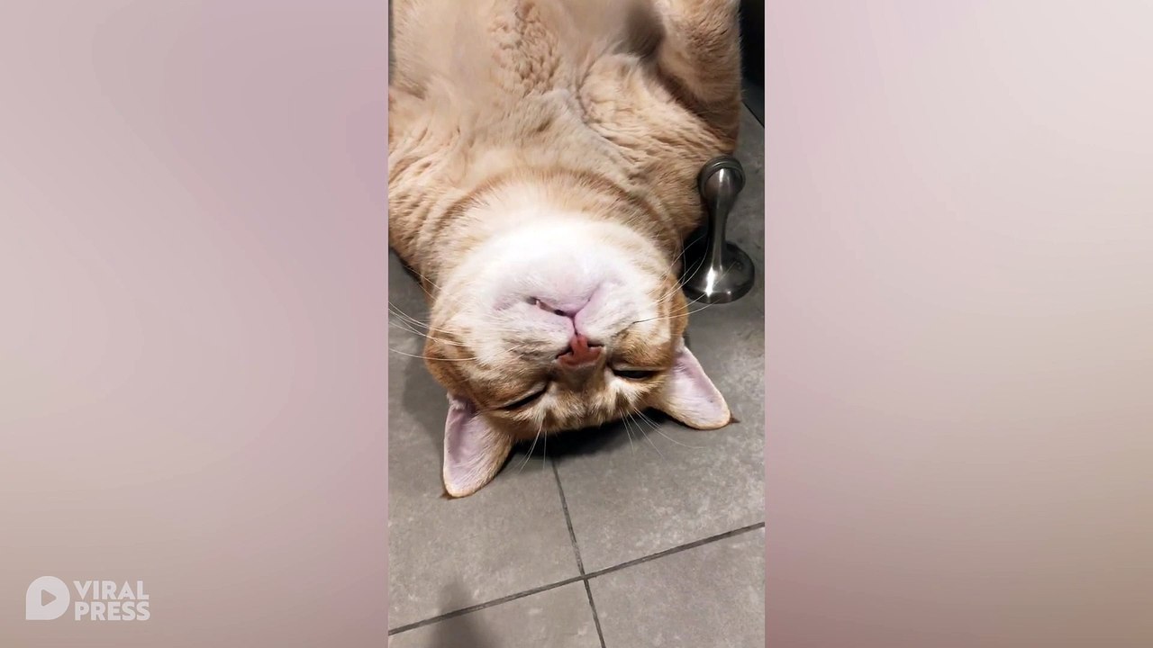 Cat Lays On Back After Big Dinner