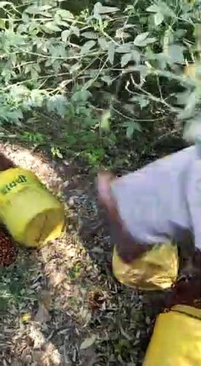 फतेहपुर: अवैध रूप से शराब बनाने वालों के साथ 33...