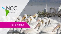 Pe­lí­ca­nos bo­rre­go­nes, las aves que ayu­dan al desa­rro­llo de un pue­blo me­xi­cano