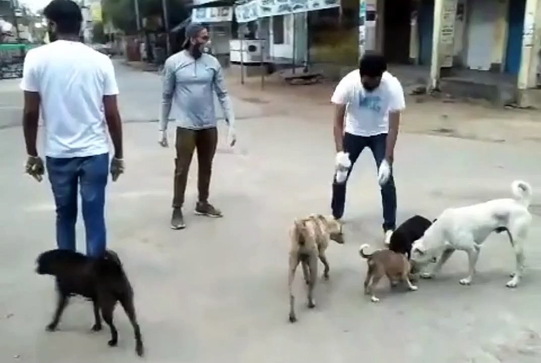 इटावा: लॉकडाउन के बीच आवारा पशु-पक्षियों की सेवा करने के लिए आगे आए युवा