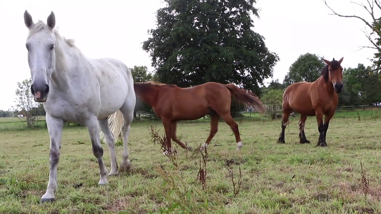 Spécial Confinement au Centre des Métiers du Cheval