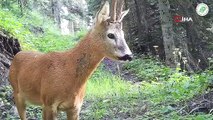 Nesli tükenmekte olan vaşak ve kızıl geyik foto kapanla görüntülendi