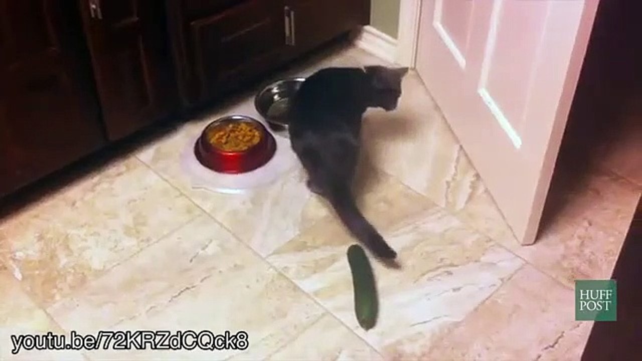 Chats et Concombres