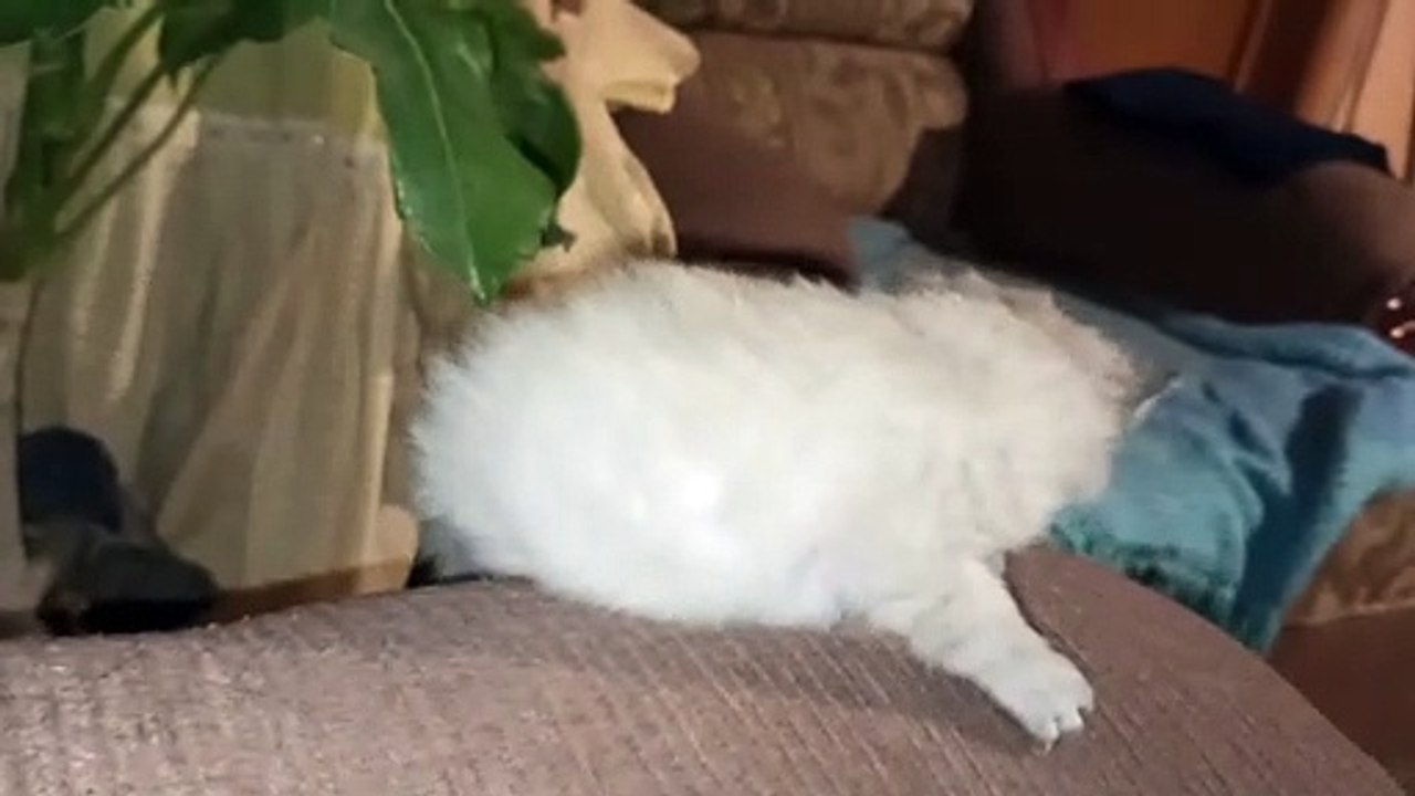 Gatito blanco hermoso