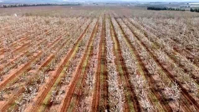 Beyaza bürünen kiraz bahçeleri üreticileri umutlandırdı