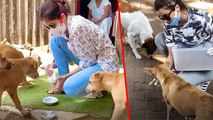 Bollywood Actresses Feeding Stray Dogs During Lockdown