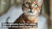 The Science Behind Why Cats Always Land on Their Feet