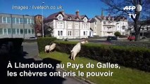 Coronavirus: des chèvres envahissent une ville galloise