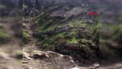 Tedavi edilen 3 kızıl şahin doğaya salındı