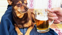 BUSCH BEER OFFER THREE MONTHS' OF BEER TO THOSE ADOPTING OR FOSTERING A DOG DURING THE CORONAVIRUS