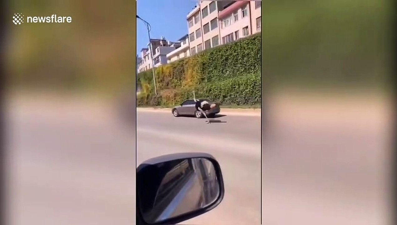 Runaway ostrich sprints five kilometres alongside vehicles on busy road in China