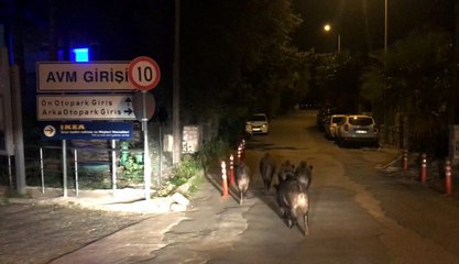 Bodrum'da aç kalan domuzlar, ilçe merkezine indi